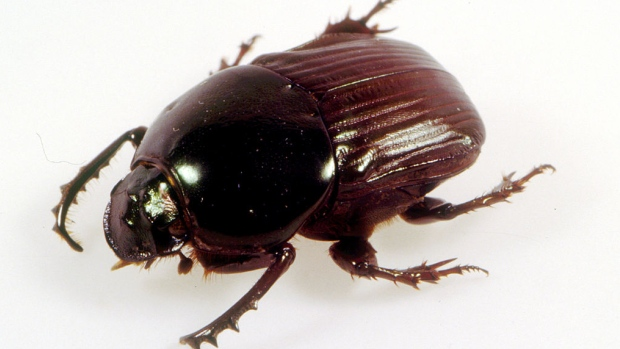 CBC Quirks & Quarks – Dung beetles diversified by dining on dinosaur droppings