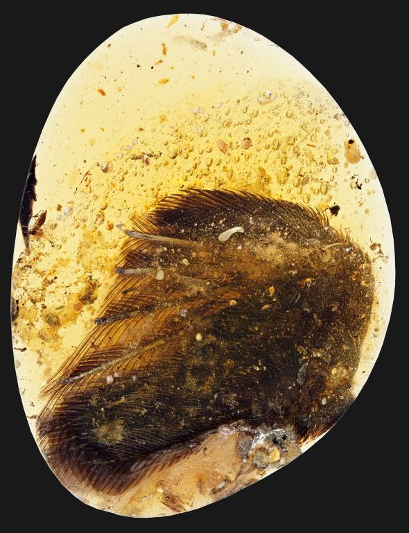 Rare Dinosaur-Era Bird Wings Found Trapped in Amber