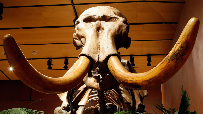 Island’s Mammoths May Have Been Thirsty at Their Extinction – 5,600 Years Ago