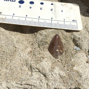 Science News: Paleontologists discover major T. rex fossil