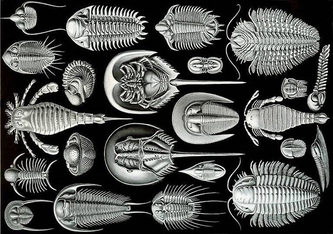 A Fossil Freak Show – On the Rocks