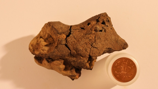 Pickled Brains!   First Known Dinosaur Brain Fossil Discovered