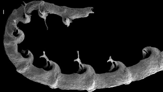 Palaeocast Episode 71: Graptolites