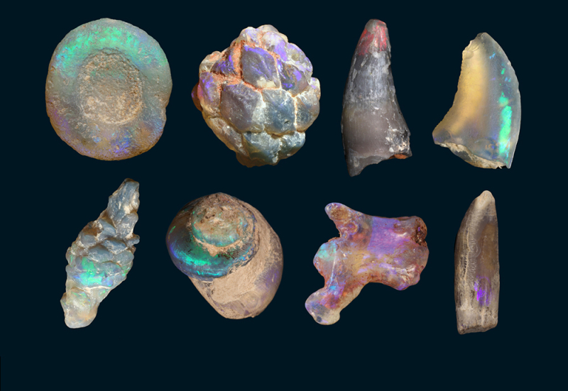All that glitters: the fossils of Lightning Ridge