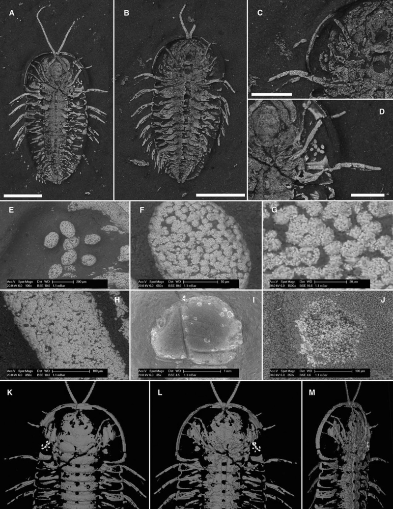 Preserved Trilobite eggs from the Ordovician of New York State