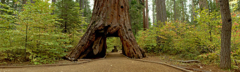 Giant Sequoia ‘Tunnel Tree’ in California Is Toppled by Storm