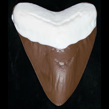 Chocolate Megalodon Teeth