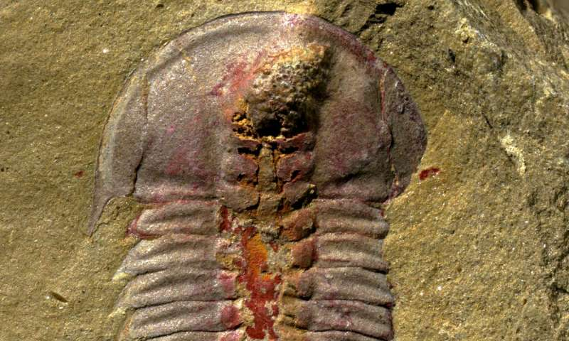 Early trilobites had stomachs, new fossil study finds