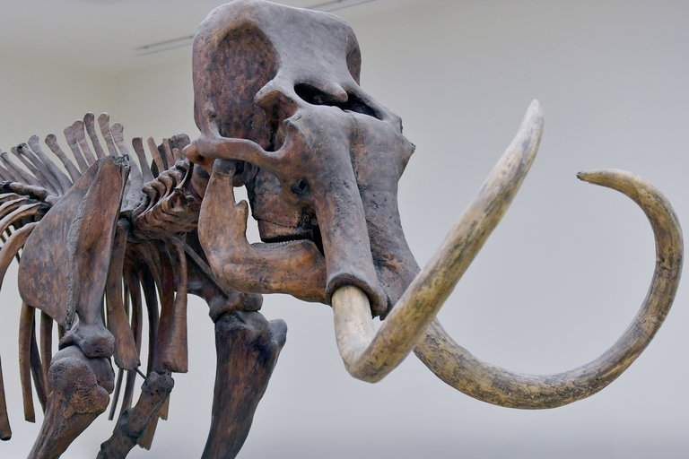 NY Times: Male Mammoths Died in ‘Silly Ways’ More Often Than Females, Study Finds