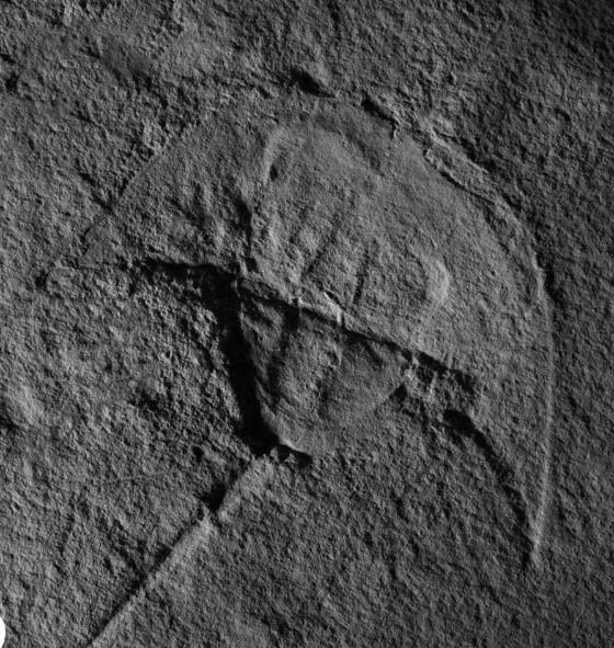 New 245 Million Year Old Horseshoe Crab Discovered in Idaho by ESCONI Member