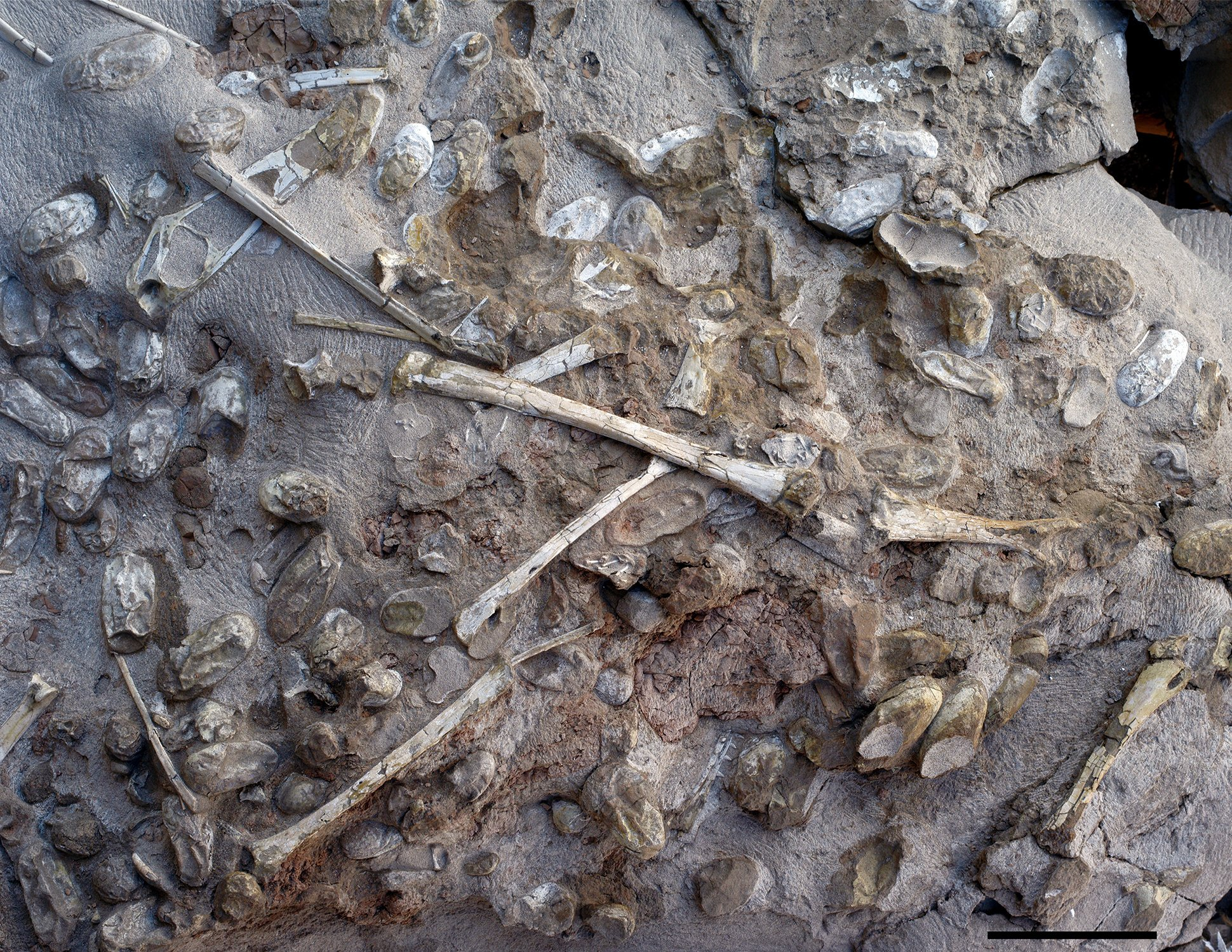 NY Times: Hundreds of Fossilized Pterosaur Eggs Uncovered in China