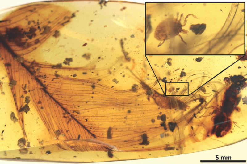 National Geographic: Ticks That Fed on Dinosaurs Found Trapped in Amber
