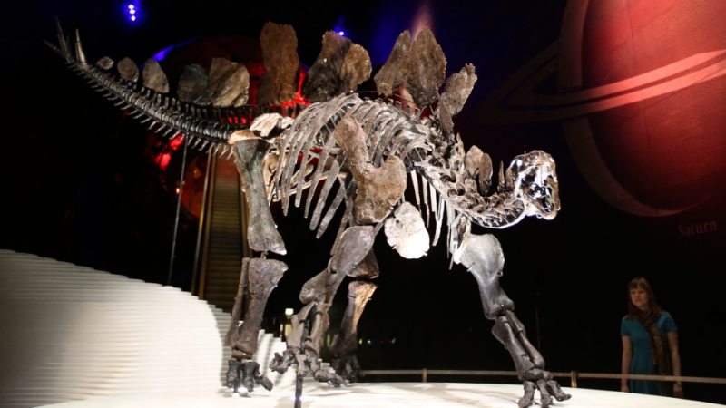 CBC Quirks & Quarks – Why extinct creatures fought with their tails, while today animals use their heads