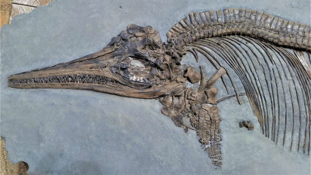 Palaeocast Episode 85: Ichthyosaurs