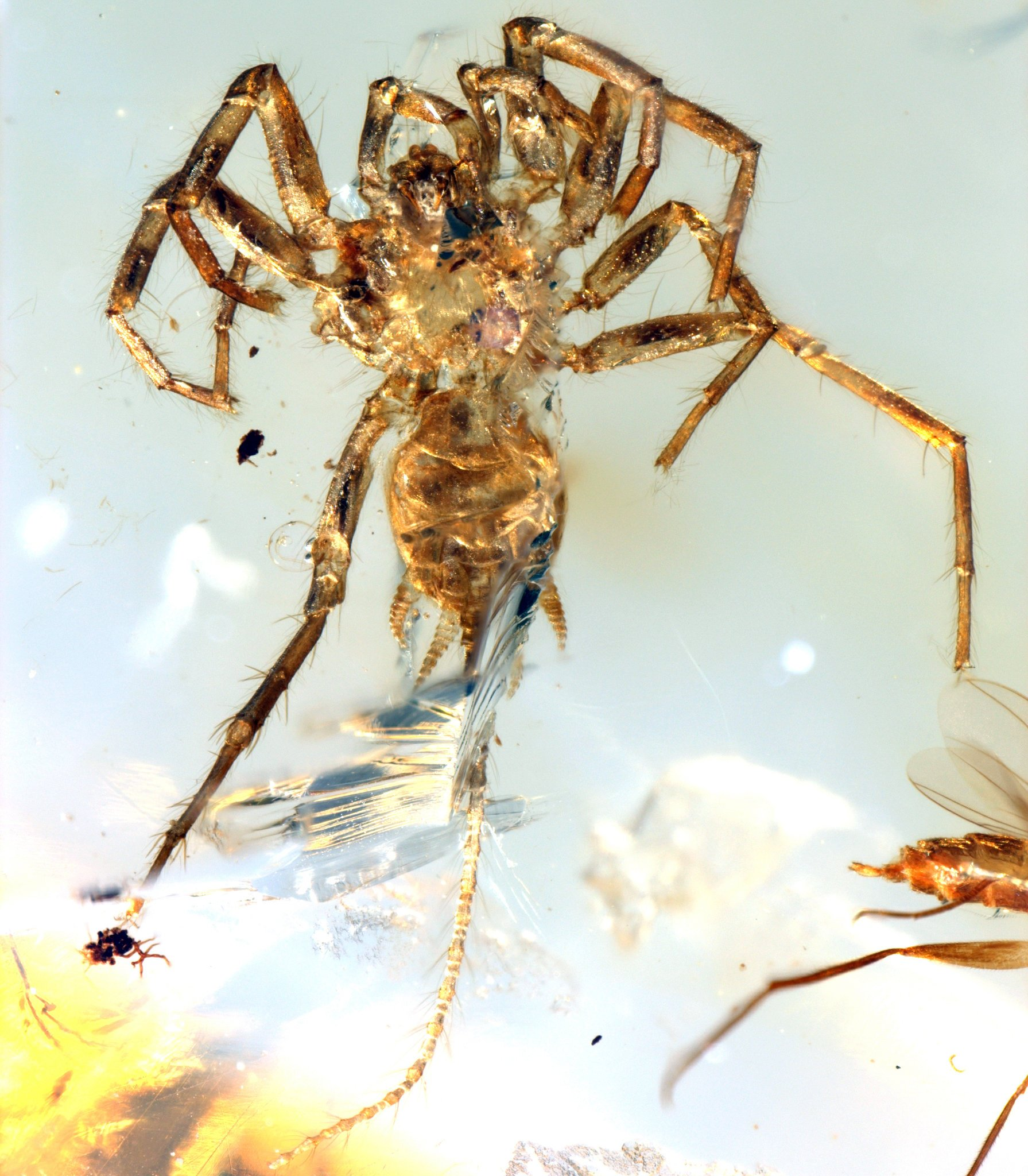 Spider-like Creature With a Scorpion’s Tail Found Trapped in Amber