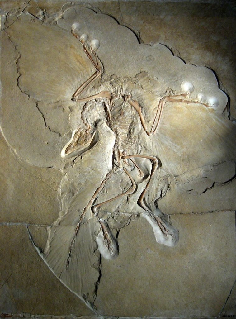Palaeocast Episode 87: Archaeopteryx