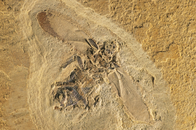 NYT: Insects Flew Before Anything Else Did. So How Did They Get Their Wings?