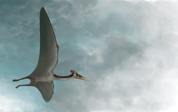 SciAm: Meet “Dracula,” the Largest Pterosaur Found to Date