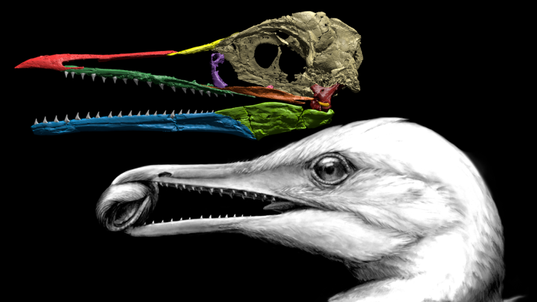 CBC Quirks & Quarks – A new fossil reveals the first bird beak – and it came with teeth as well