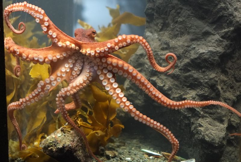 Nope, octopuses probably didn’t come from outer space!