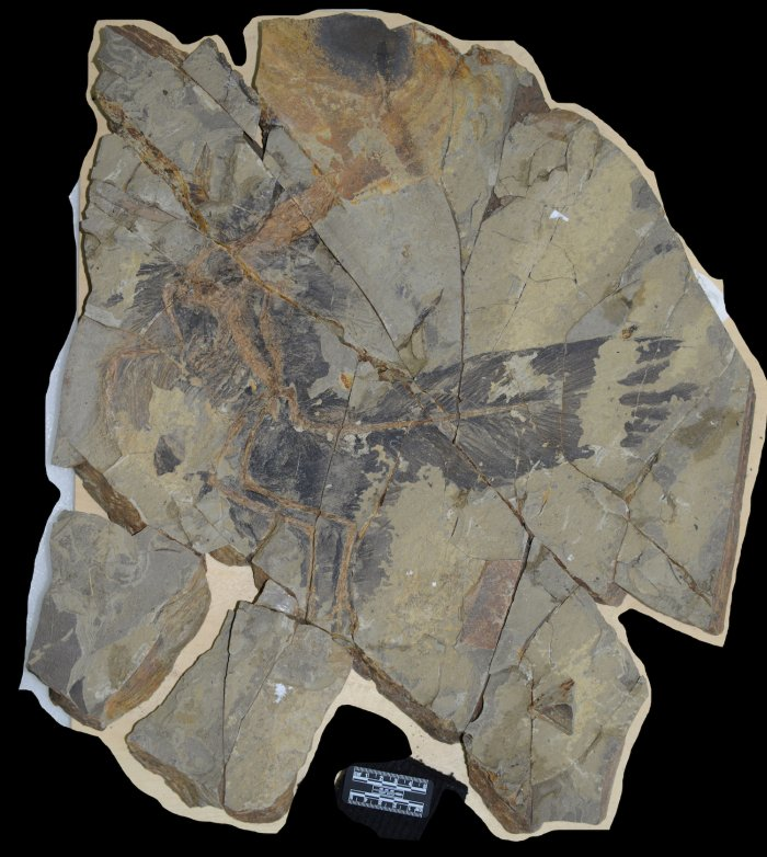 Stunning Fossil Discovery Reveals a New Dinosaur With Iridescent Feathers