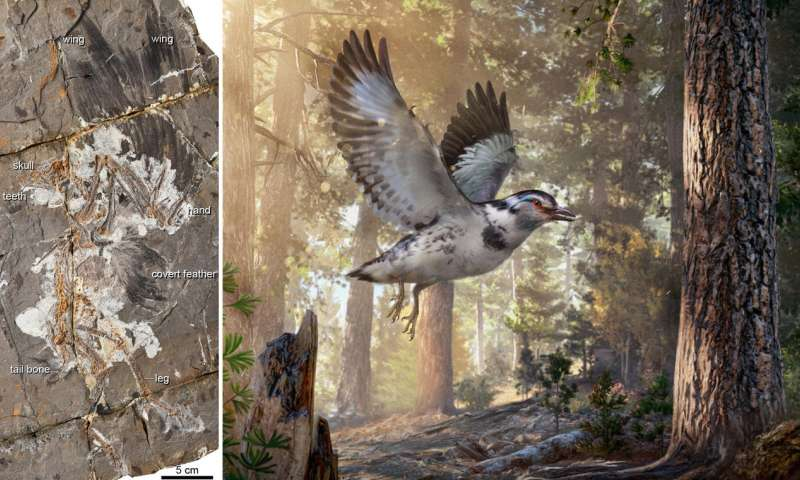 Chinese Cretaceous fossil highlights avian evolution