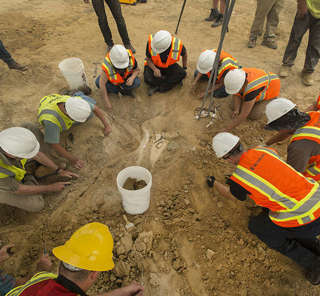 The Story of Tiny, Thornton Colorado’s Torosaurus
