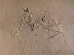 Intriguing German Fossil Could Be an Entirely New Species of Archaeopteryx