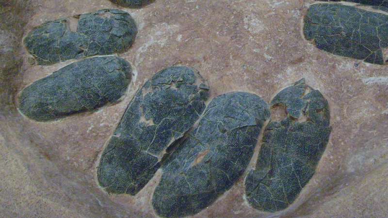 Why Do Birds Have Colorful Eggs? Because They’re Dinosaurs