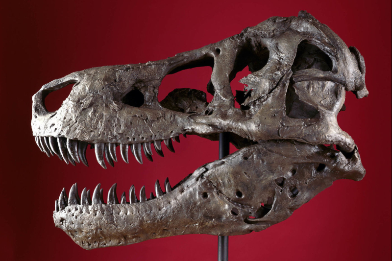 SUE can’t wait to eat, er, meet you at their new suite starting 12.21.18