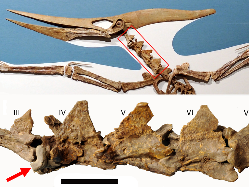 What Is a Shark Tooth Doing in the Neck of a Flying Pterosaur?