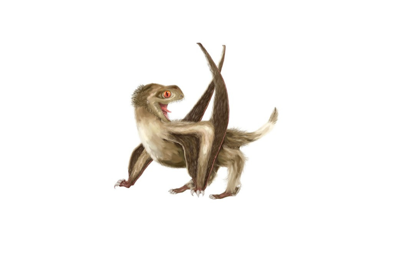 Feathers and Fur Fly Over Pterosaur Fossil Finding