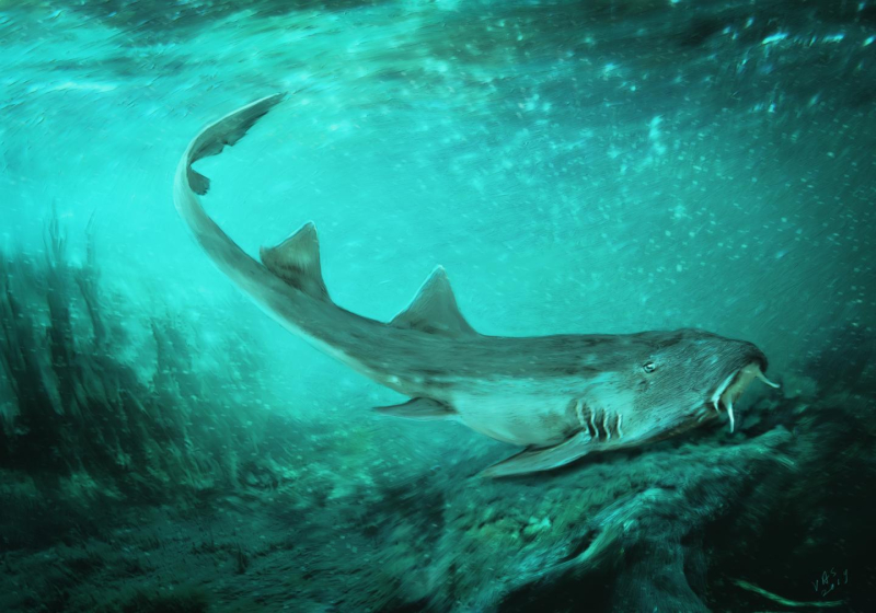 New Prehistoric Shark Species Discovered Alongside Sue the T. Rex Named for ESCONI’s Karen Nordquist