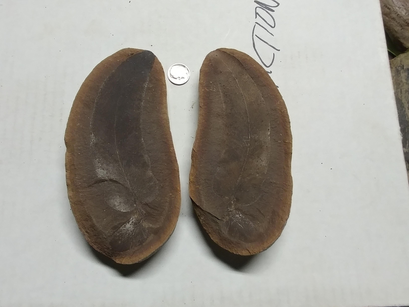 2019 ESCONI Gem, Mineral, and Fossil Show March 23th and March 24th – Preview #15, Macroneuropteris  (Mazon Creek)