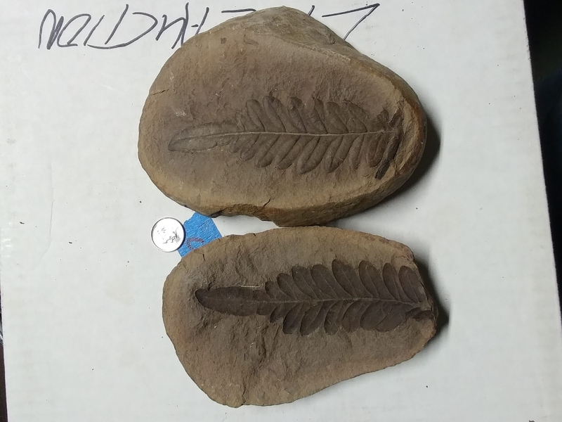 2019 ESCONI Gem, Mineral, and Fossil Show March 23th and March 24th – Preview #11, Alethopteris serlii (Mazon Creek Fern)