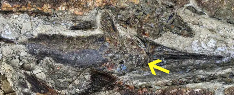 Quicks & Quarks: A catastrophe frozen in time — a new fossil site shows how the dinosaurs died