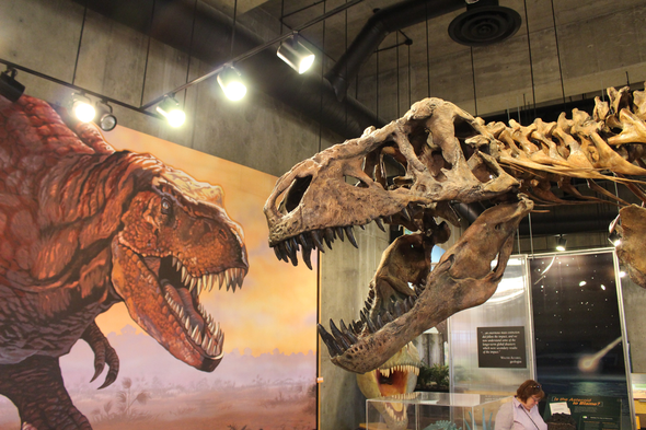 Is “Scotty” the Biggest T. rex? Maybe Not!