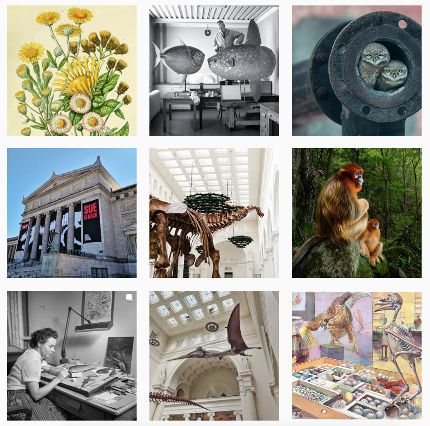 Help the Field Museum Win a Webby!