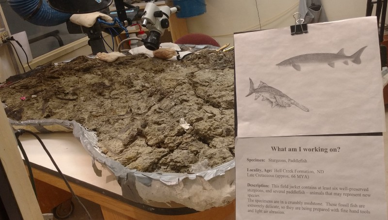 Roy Plotnick: High impact paleontology