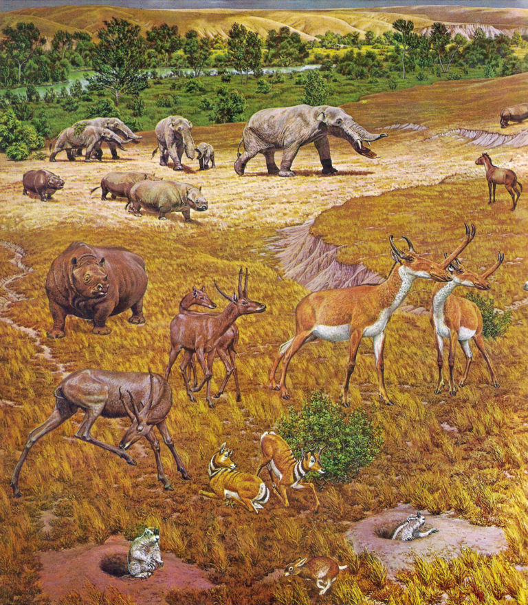 Ancient “Texas Serengeti” Had Elephant-Like Animals, Rhinos, Alligators and More