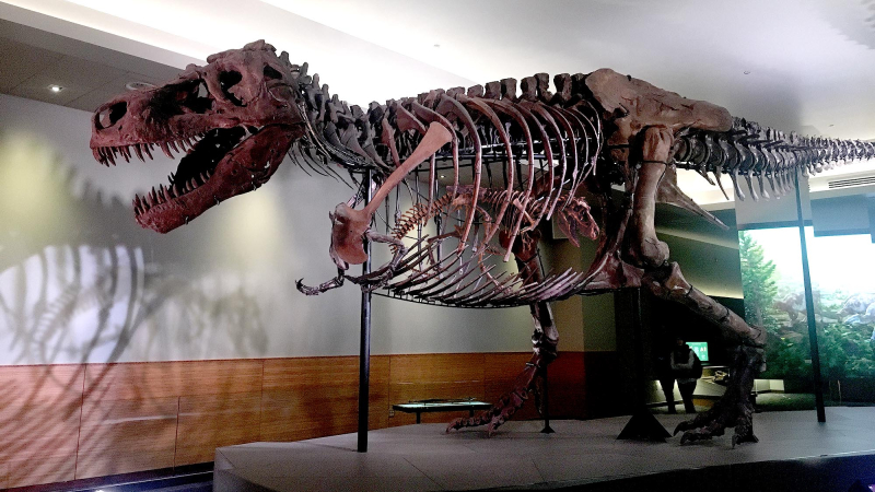 The Onion: Field Museum Officials Announce Long-Awaited Pregnancy Of Prized T-Rex