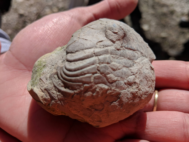 ESCONI Paleo Field Trip – Oct. 6, 2012