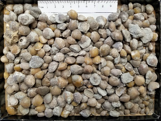 Roy Plotnick: A Fossil Park for Illinois