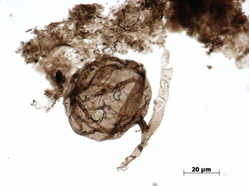 CBC Quirks & Quarks: Fungus fossils show the complexity of life a billion years ago