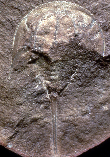 Roy Plotnick: I am not Indiana Jones or why I am writing a book (it’s not for the money)