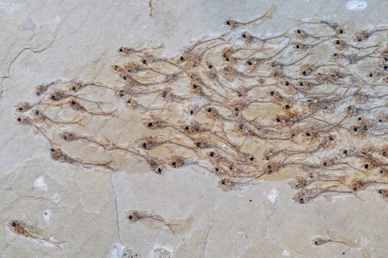 NYT: A School of Fish, Captured in a Fossil