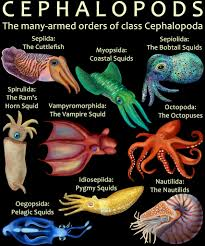 Happy Cephalopod Week 2019!