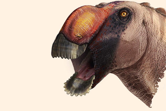 SciNews: ‘Shovel-Billed’ Dinosaur Roamed Texas 80 Million Years Ago