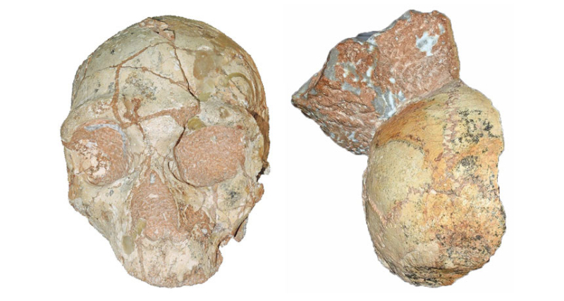 SciNews: A Greek skull may belong to the oldest human found outside of Africa