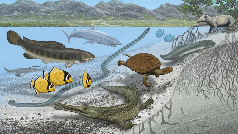 AMNH: Large Sea Snakes, Giant Catfish Once Swam in the Sahara